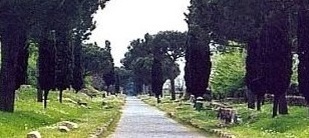 une allée bordée de cyprès