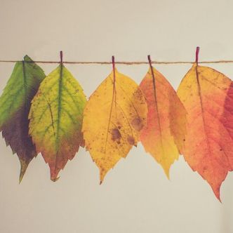 des feuilles mortes suspendues à une corde à linge