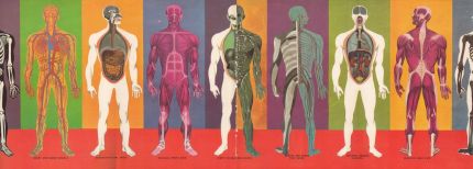 Corps humains : différents dessins anatomiques colorés