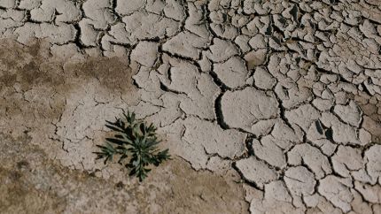 Photo de Julia Volok représentant une plante qui pousse sur de la terre séchée